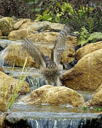 sparrowhawk